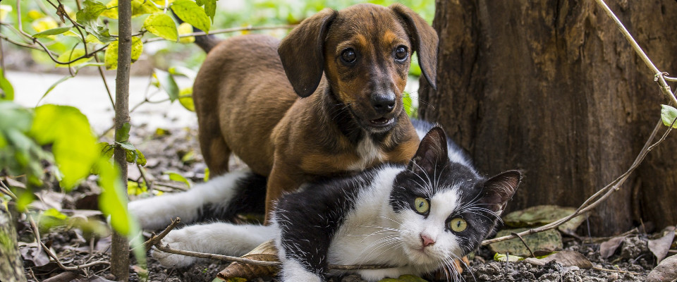 Nicht wie Hund und Katz